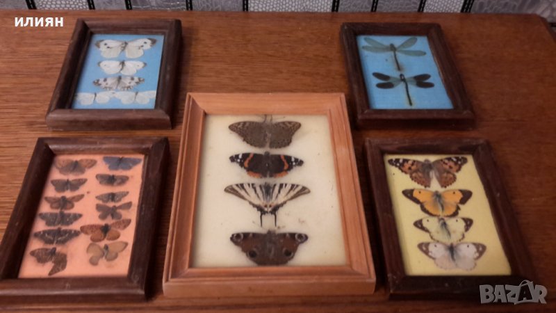 Колекция от пеперуди рамкирани  120лв за всички , снимка 1