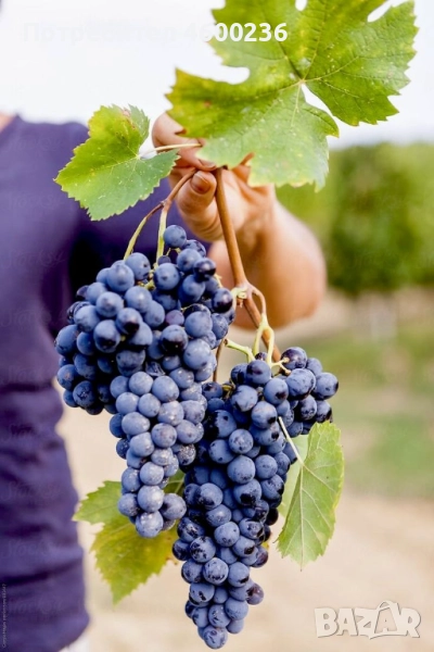 Продавам прясно грозде , снимка 1