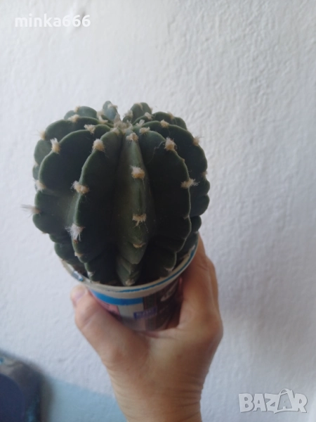 Кактус,който цъфти в едри бели цветове., снимка 1