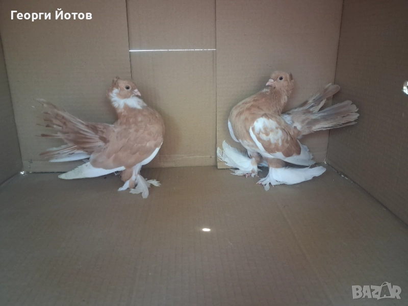 Продавам гълъбите от снимките, снимка 1