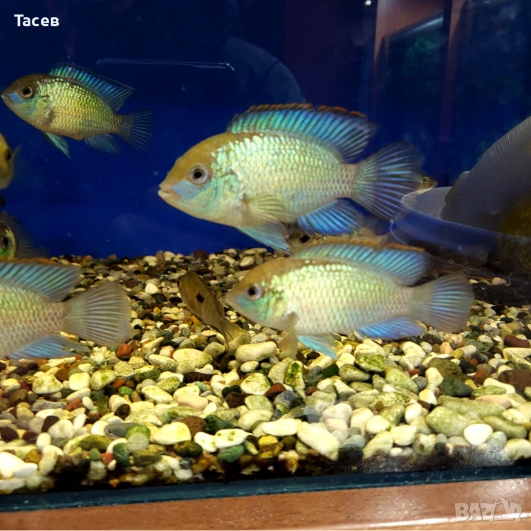 Акара електрик блу 6см, снимка 1