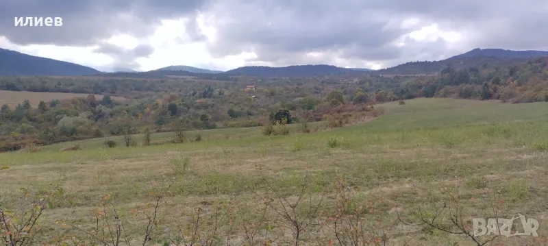 продавам просо, снимка 1