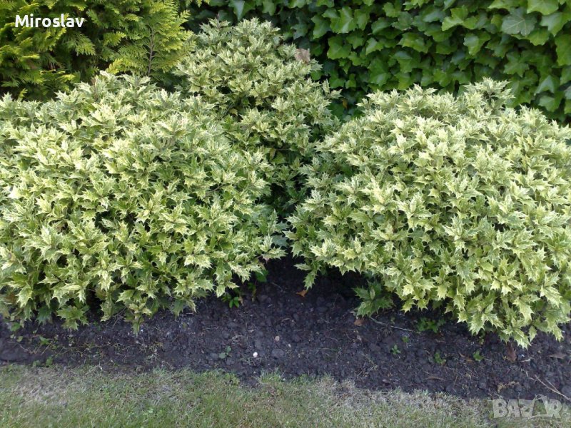 Османтус Триколор-(Osmanthus'Goshiki') в Градински цветя и растения в ...