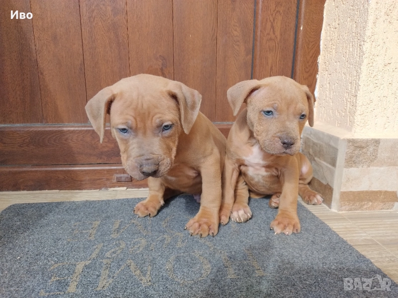 Американски питбул , снимка 1