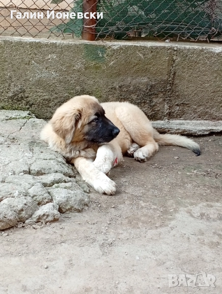 Кавказка овчарка , снимка 1