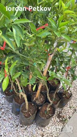 Цитруси Портокал , Мандарина , Лимон, снимка 5 - Стайни растения - 46164092