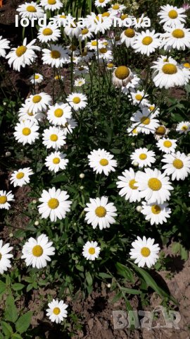 Маргаритки