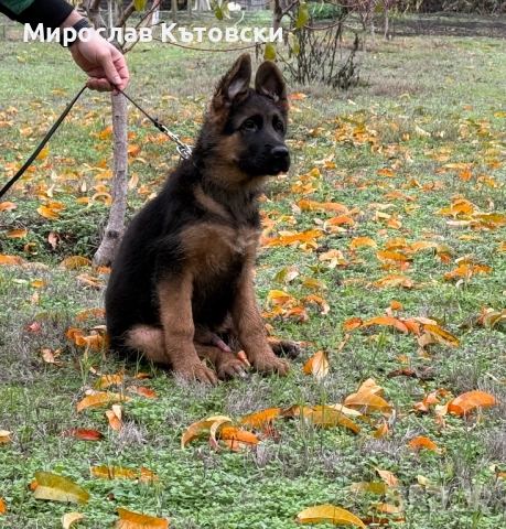 Елитни немски овчарки, снимка 2 - Немска овчарка - 51923395