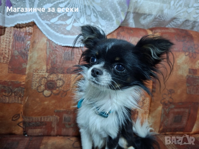 Мъжки чихуахуа търси женска, снимка 9 - Чихуахуа - 52471162