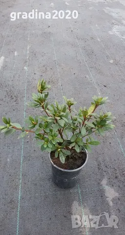 Азалия - Градинска, снимка 5 - Разсади - 49970936