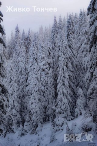 Апартамент 2А, Гранд Манастира, Пампорово, снимка 2 - Апартаменти - 43861136