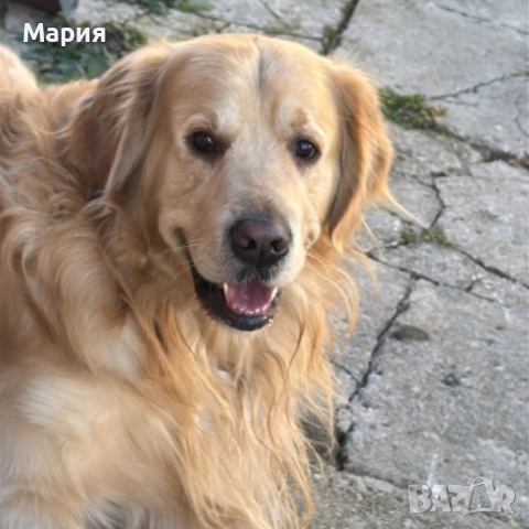 Мъжки голдън ретривър си търси партньорка