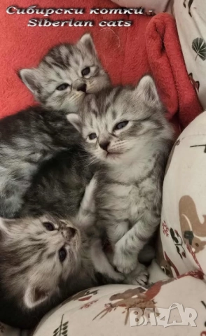 Сибирчета, сибирска котка, маскарадна, котенца, сибирско коте, хипоалергенни
