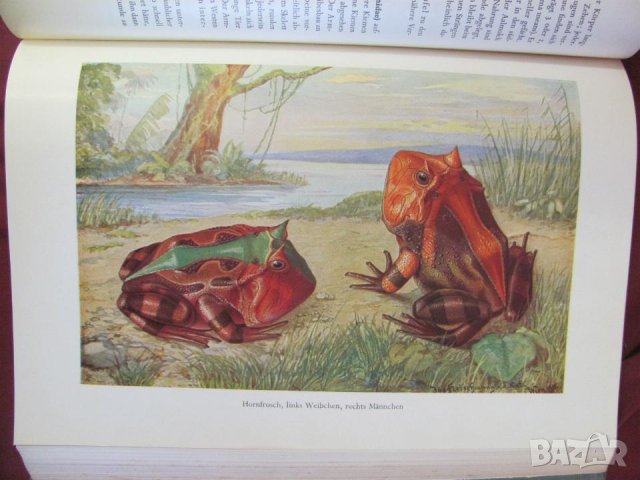1956г.Научна Книга Илюстрации за Рибите и Водните Обитатели, снимка 8 - Антикварни и старинни предмети - 44029993