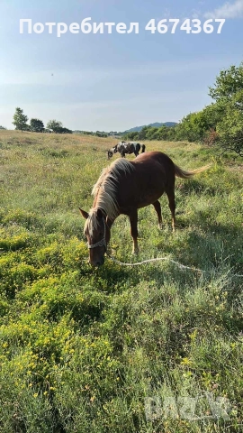 продавам кобила на 4 години кротка и конче на 9 месеца , снимка 2 - Коне - 52731183