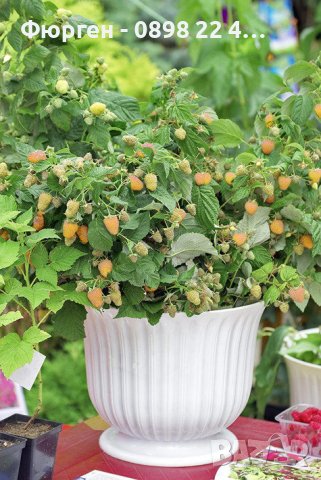 Компактна жълта малина