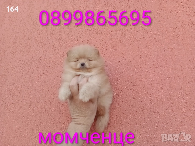 Мъжки Померани, снимка 9 - Померан - 52684765