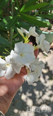 Зокум/ Олеандър в бял и розов кичест цвят, снимка 10 - Разсади - 51549509