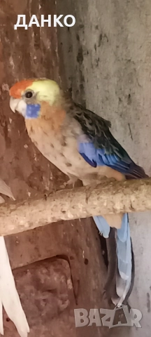 ПРОМОЦИЯ!!! РАЗМНОЖАВАЩИ СЕ ДВОЙКИ ПЕНАНТОВИ РОЗЕЛИ, снимка 5 - Папагали - 50987571