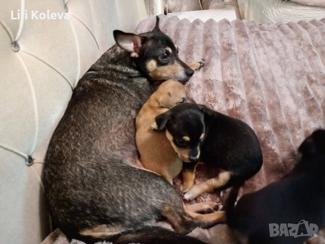 Домашни любимци 