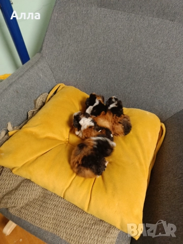 Морски свинчета альпако и розетка , снимка 3 - Морски свинчета - 52528070