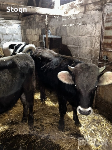 Продавам 5 Телета, снимка 3 - Крави - 52835390