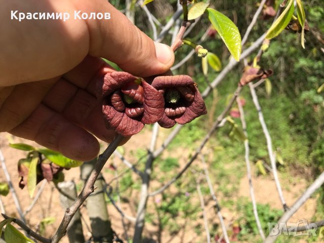 Индиански банан, Асимина трилоба, Asimina triloba,семена и растения, снимка 17 - Разсади - 27092676