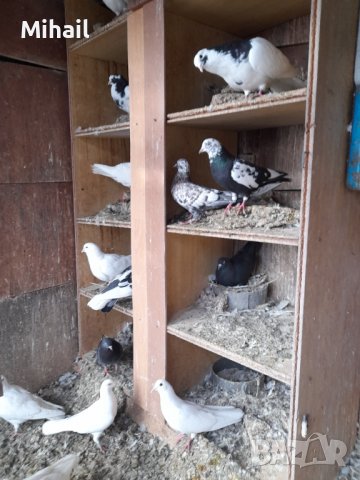 Продавам гълъби, снимка 4 - Гълъби - 38794043