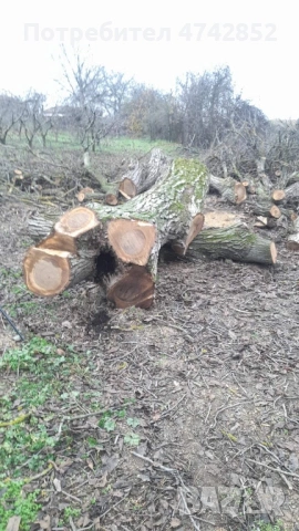 Продавам масивен орехов ствол – 80 см диаметър, снимка 3 - Дърва за огрев - 53539446