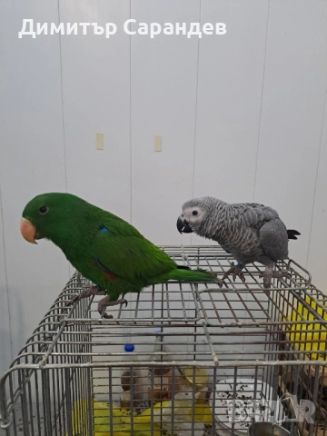 Продавам папагали Жако, снимка 3 - Папагали - 52070535