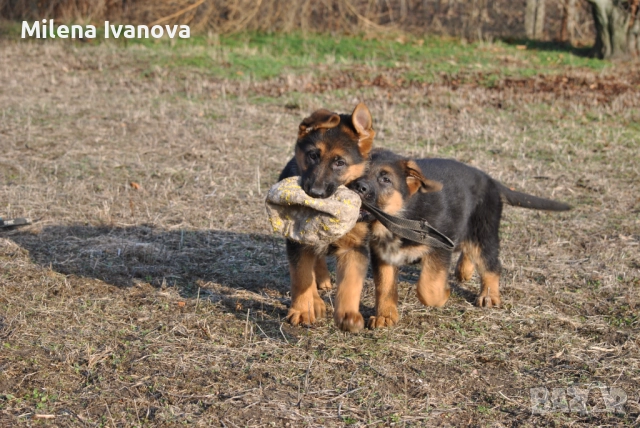 Немски овчарки от легитимен развъдник , снимка 5 - Немска овчарка - 52801099