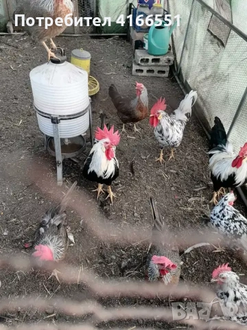 Петли Легхорн Бял, Сребърна Италянка и Ексченджрр, снимка 3 - Кокошки и пуйки - 53125728