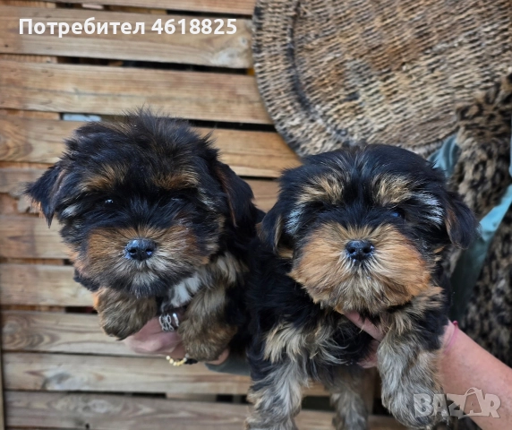 Йоркширски териери , снимка 10 - Йоркширски териер - 52773341