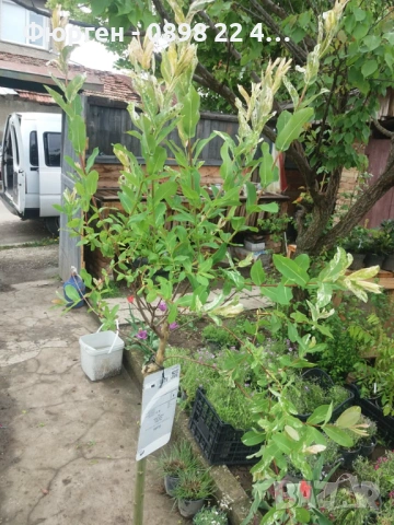 Японска върба Salix Hakuro Nishiki - Фламинго, снимка 5 - Разсади - 53489657