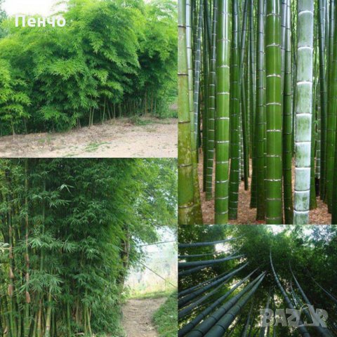 100 бр. Бамбукови Семена гигантски бамбук Moso Bambo градински декоративни растения декорация за гра, снимка 12 - Сортови семена и луковици - 28244727