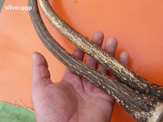  Рога от елен шилар , снимка 3 - Други ценни предмети - 40039623