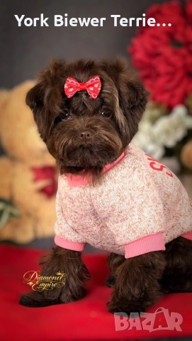 Мини Maltipoo –мини момче, шоколадов цвят, Baby Face