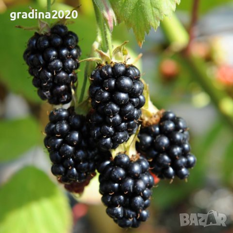   Къпина Блек Сатин -Rubus Fruticosus Black Satin, снимка 2 - Разсади - 43330986