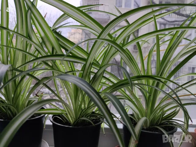 хлорифитум /зелена лилия/