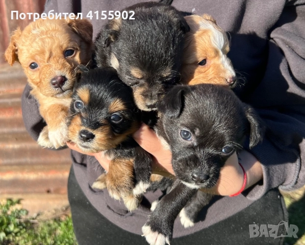 Кученца пинчер микс- дребни и сладки 