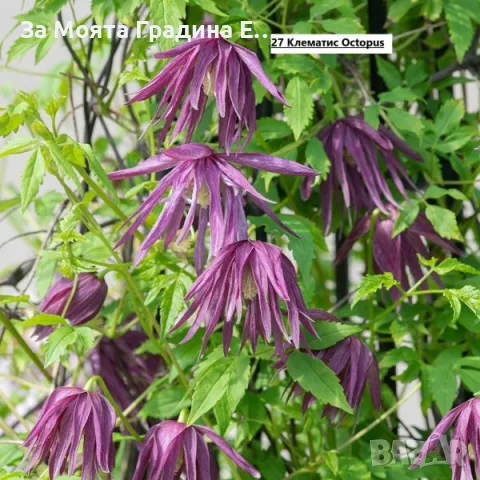 Клематис 2 , снимка 10 - Градински цветя и растения - 49761035