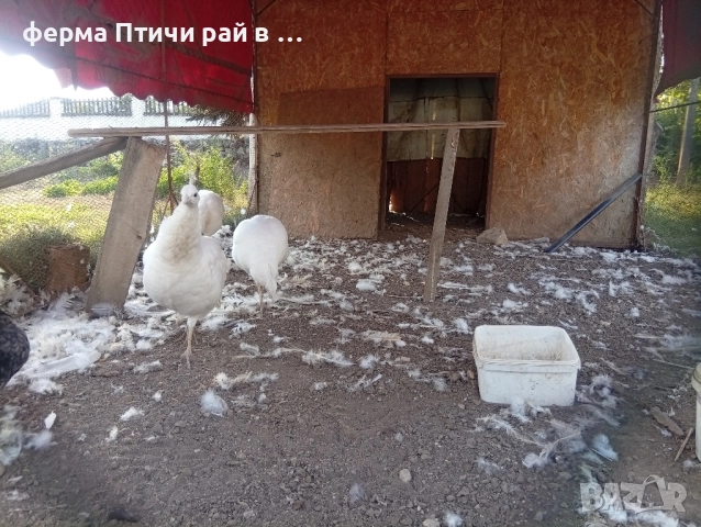 тройка бели пауни 3г, снимка 2 - други­ - 51962085