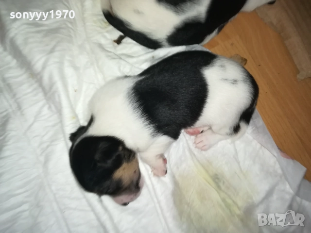 ДЖАК РЪСЕЛ БЕБЕТА-УНИКАЛНИ СЛАДУРИ 250ЛВ ЗА ЕДНО 0109251927, снимка 12 - Джак ръсел териер - 51570062