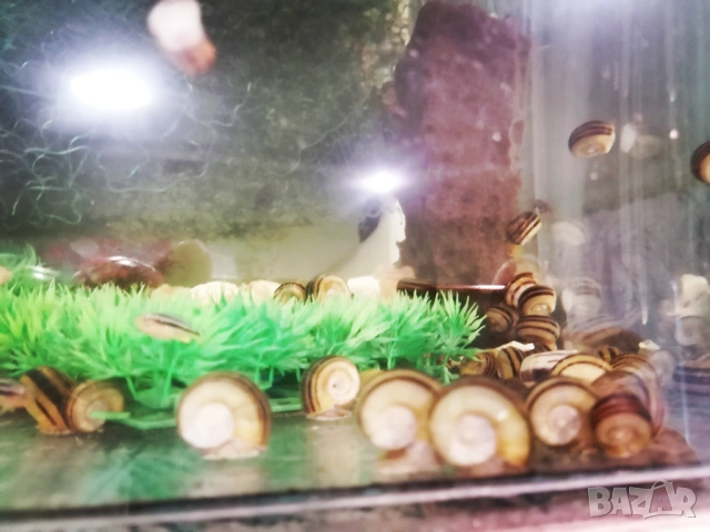 Продавам охлюви за аквариум Мариза,Ампулария, снимка 2 - Рибки - 53572468