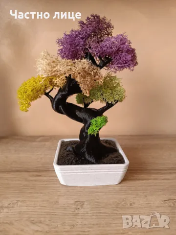 Бонсай със скандинавски мъх 