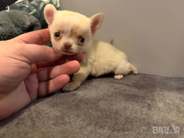 Чихуахуа Актуално от 11.2.2026