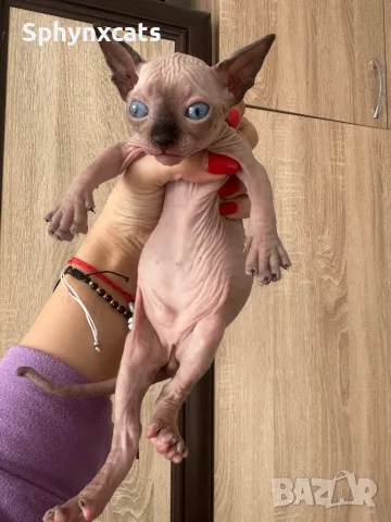 Котенца момичета и момчета канадски сфинкс, снимка 11 - Сфинксове - 49394602