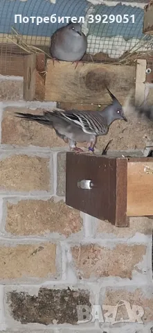 Продавам Австралийски качулати