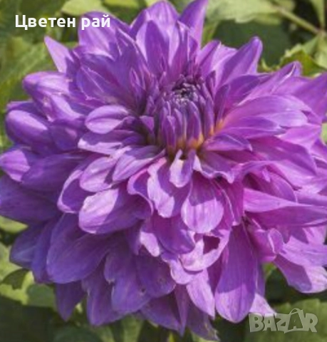 Грудки на няколко цвята далии 