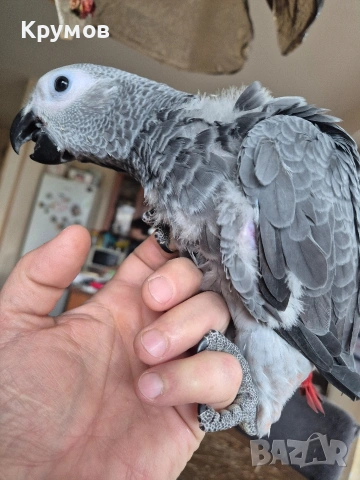 Жако налично, снимка 5 - Папагали - 53581524